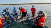 Rescuers work to save bottlenose dolphins after ‘unprecedented' Cape Cod stranding