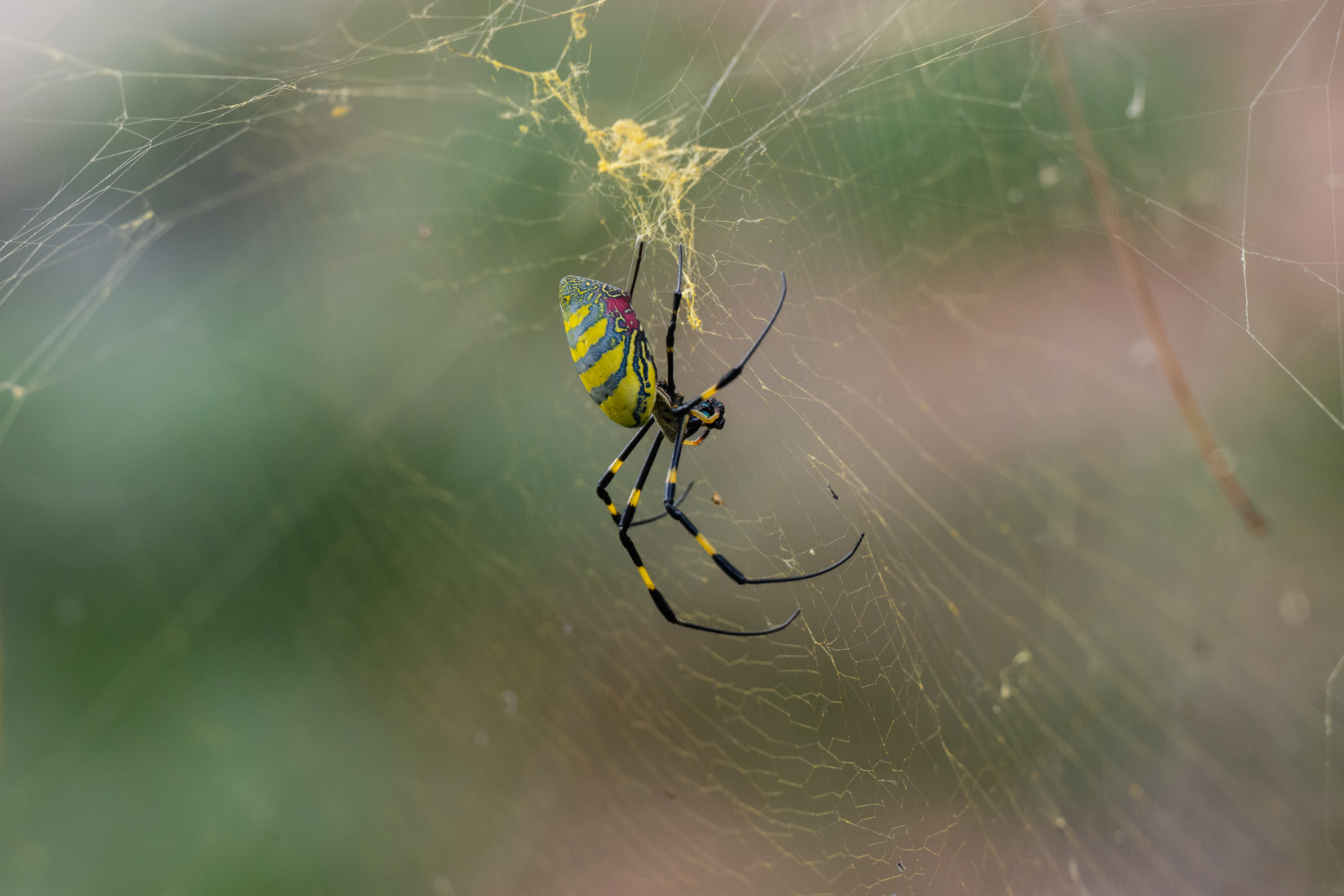 A Joro spider spotted in Boston on Sept. 10, 2024, according to photographer Joe Schifferdecker.