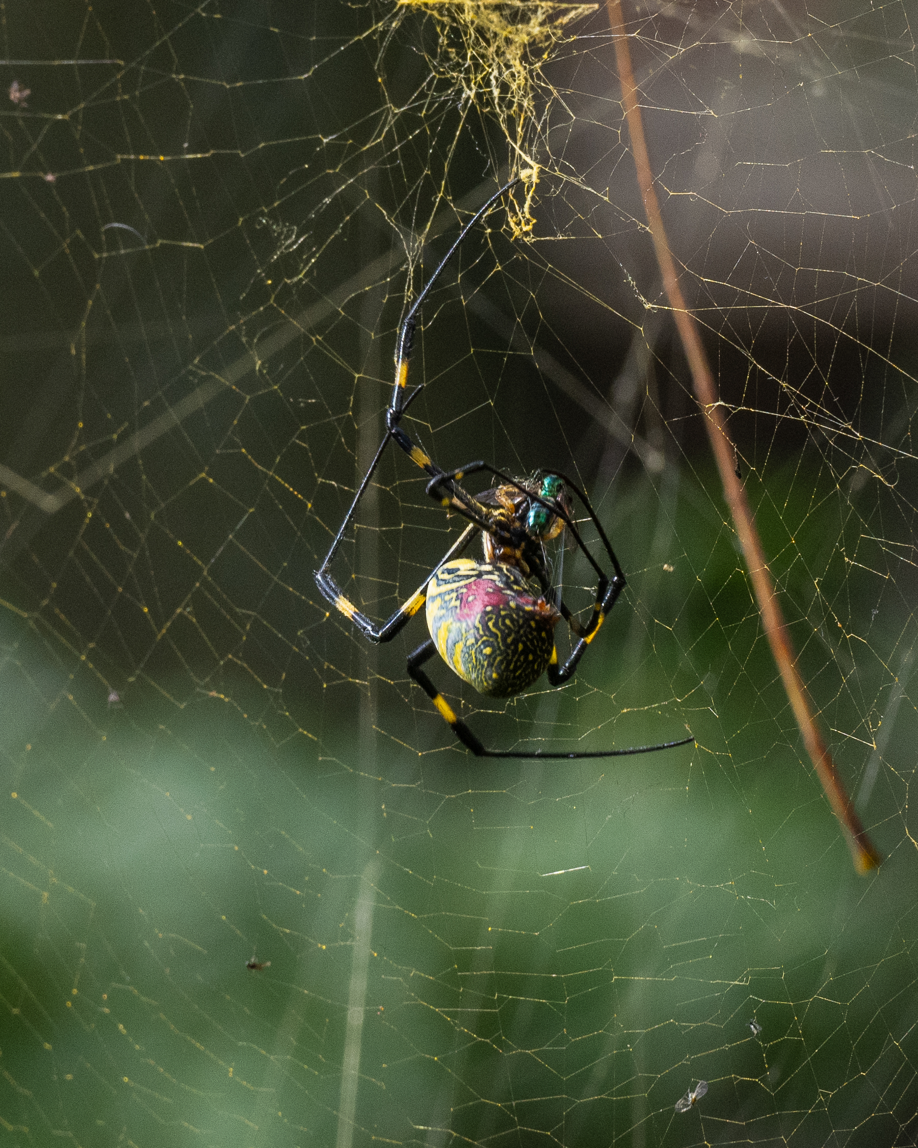 A Joro spider spotted in Boston on Sept. 10, 2024, according to photographer Joe Schifferdecker.