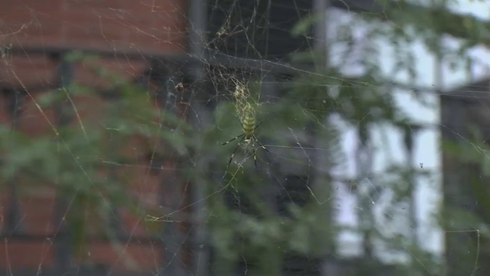 A Joro spider in its web outside a home on Beacon Hill in Boston on Wednesday, Sept. 25, 2024. 