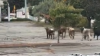 Seven bulls that escaped rodeo in North Attleboro captured, 1 still on the loose