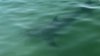 Great white shark spotted off Crane Beach in Ipswich: Watch the video