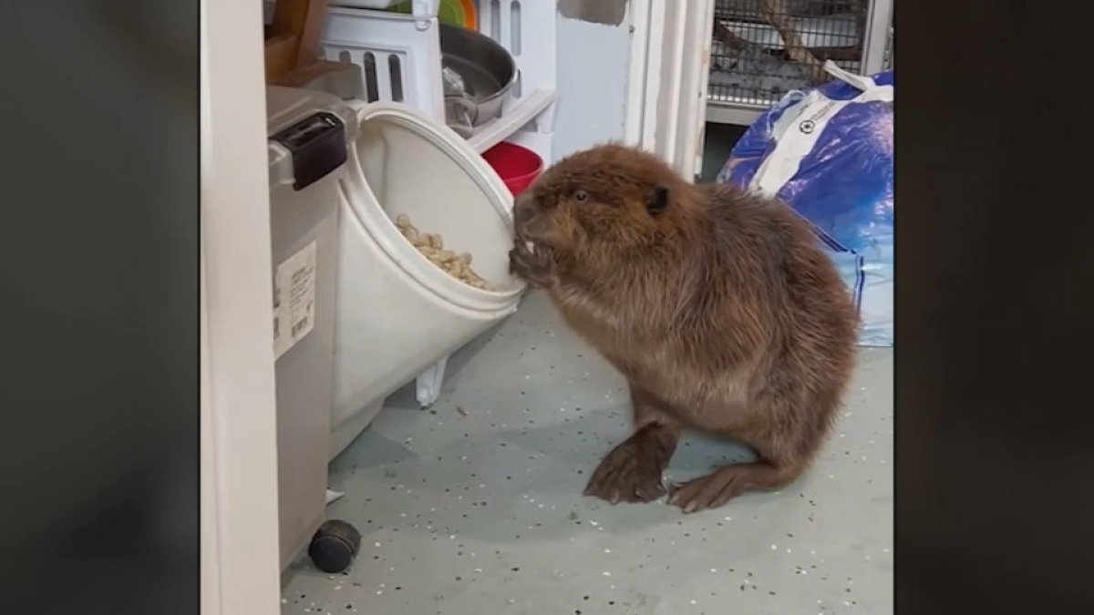 Concern growing for internet sensation ‘Nibi' the beaver as MassWildlife plans to release her