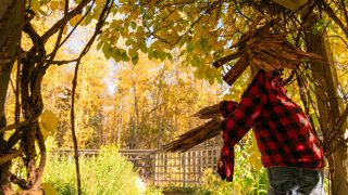 A view from the Alaska Bootanical Park, fall, Halloween and harvest season themed version of the Alaska Botanical Park with special displays, inside the Far North Bicentennial Park, Alaska, United States on September 22, 2024. 