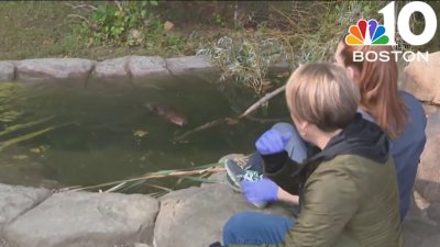 Gov. Healey meets Nibi after allowing the beaver to stay at wildlife rescue