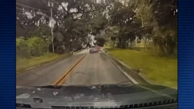  WATCH: Tree falls on moving car amidst Hurricane Milton in Florida