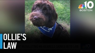 Healey signs ‘Ollie's law,' regulating Mass. kennels