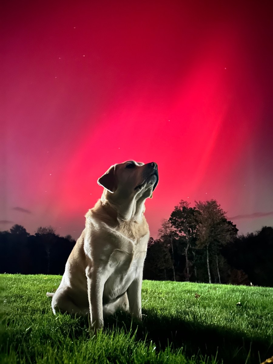 A dog named hunter with the Northern Lights behind him in Rutland, Massachusetts