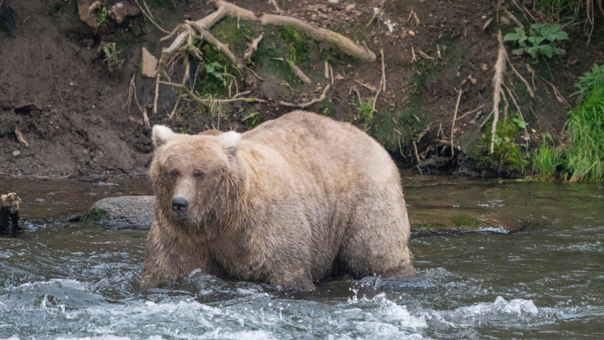 Who won 2024 Fat Bear Contest? Meet two-time winner Grazer – NBC Boston