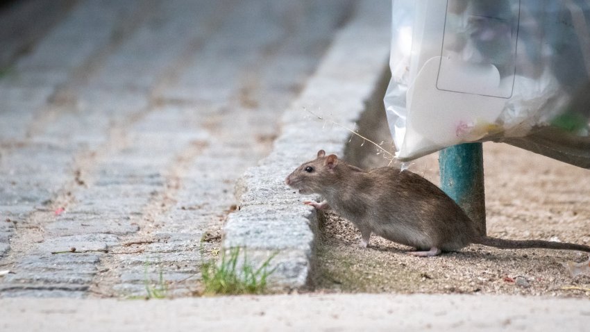 Brown rat feeding in the trash in the street of big city