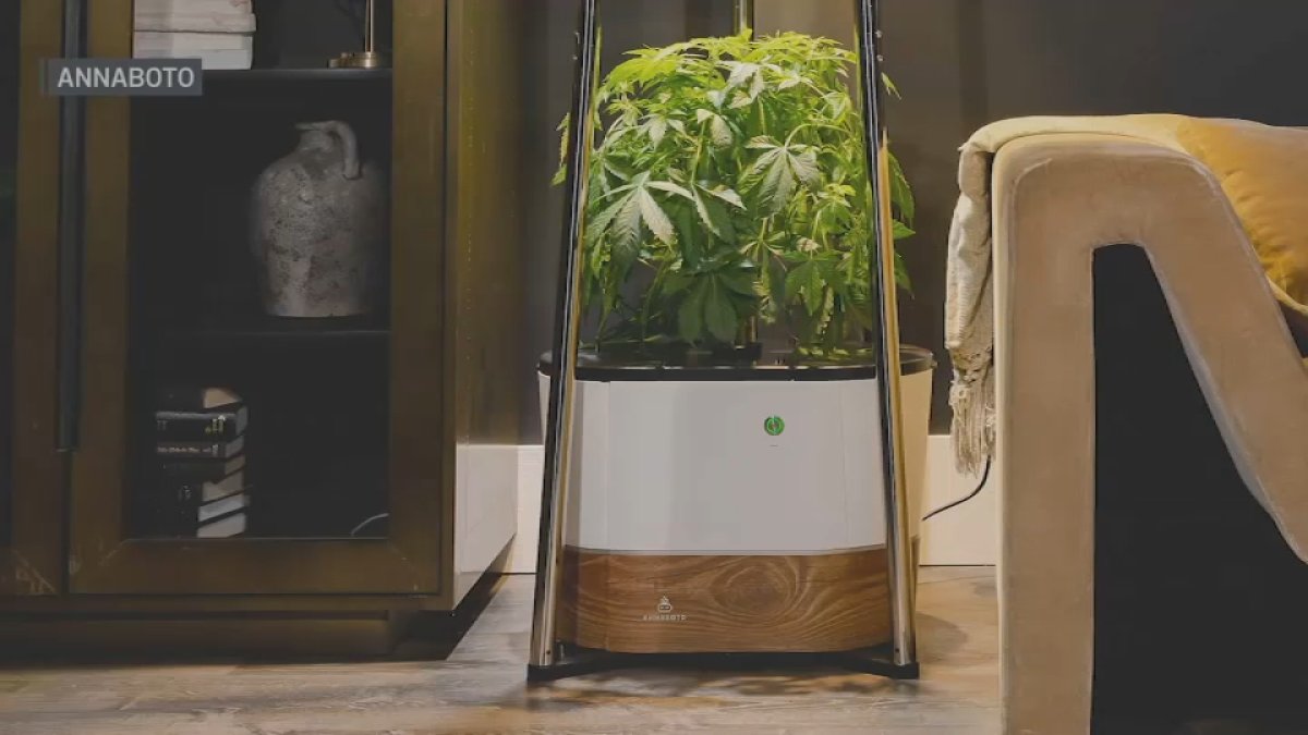 Pot bot? Boston-based company sells AI robot that grows cannabis at your home