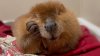 Nibi the beaver won't be released Tuesday, emergency injunction filed