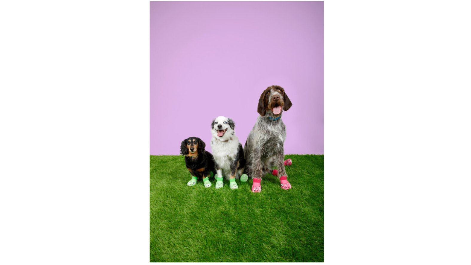 Crocs is releasing shoes for dogs and matching clogs for humans – NBC ...