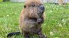 What will happen to Nibi? 15,000 sign petition seeking to block beaver's release