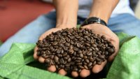 A man holding Robusta coffee beans at a coffee tasting fair in Buon Ma Thuot city in Daklak province, Vietnam. Bitter and earthy. fit for instant brews only.