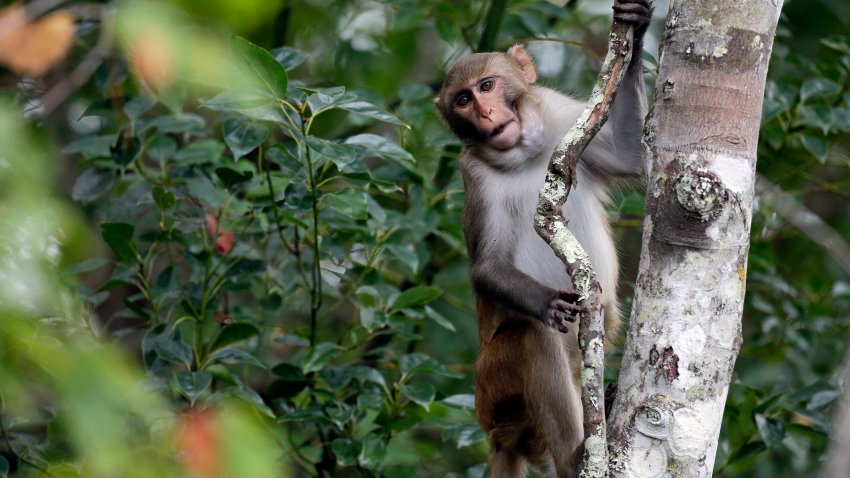 In this Friday, Nov. 10, 2017 photo, a rhesus macaques monkey observes kayakers as they navigate along the Silver River in Silver Springs, Fla.