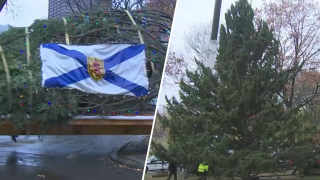 The 2024 Boston Common Christmas tree, which was donated by the province of Nova Scotia, part of an annual tradition.