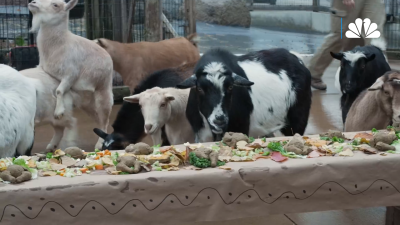 Animals enjoy Thanksgiving dinner at Chicago Zoo