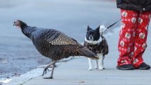 A turkey walks past a dog on a Brookline, Massachusetts, street the day before Thanksgiving 2024.