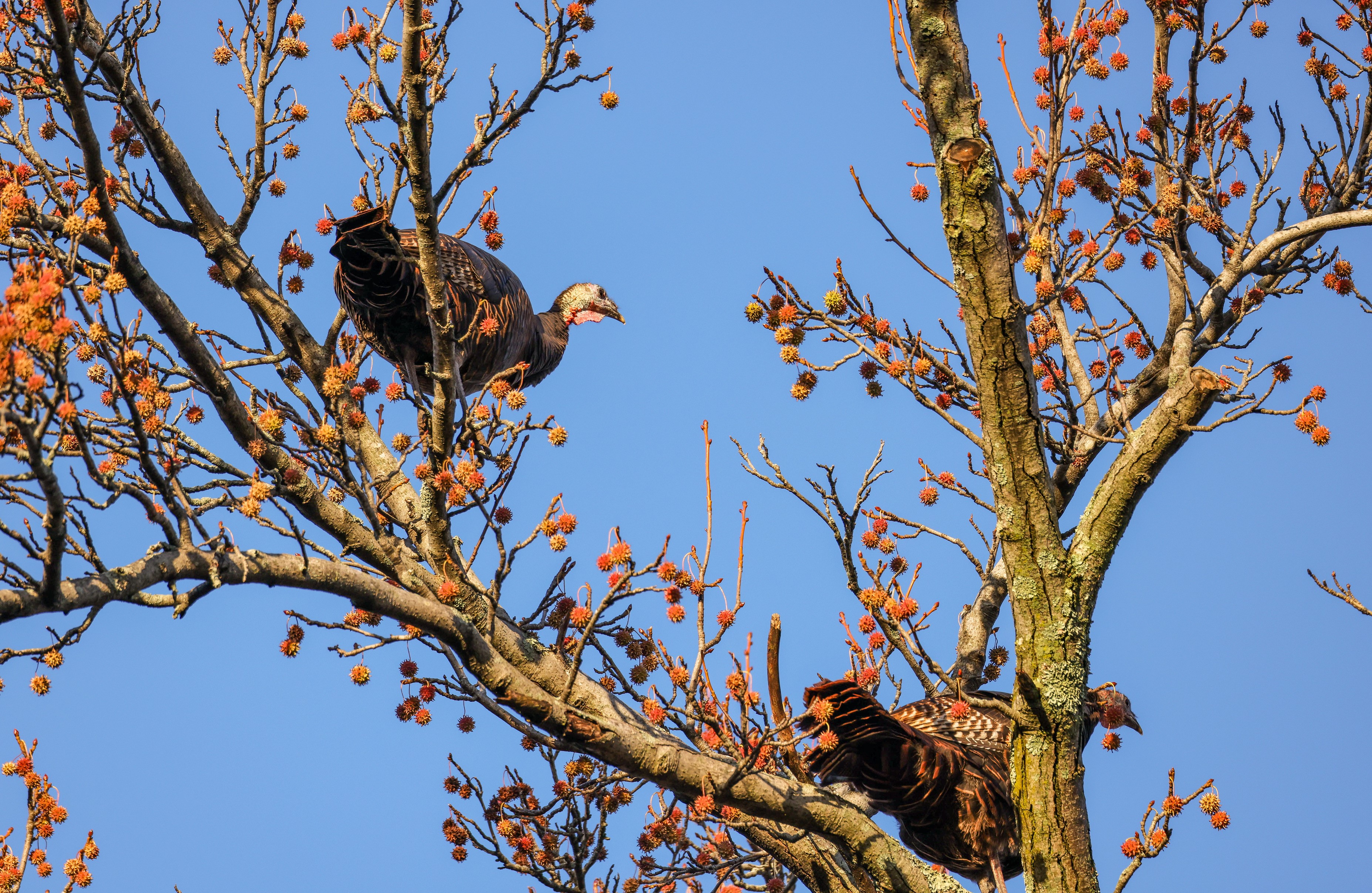 Two turkeys in building in Brookline, Massachusetts, tree the day before Thanksgiving 2024.