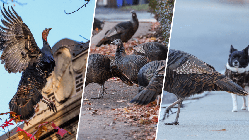 Some of the sights as turkeys walked through Brookline, Massachusetts, on Wednesday, Nov. 27, 2024, the day before Thanksgiving.