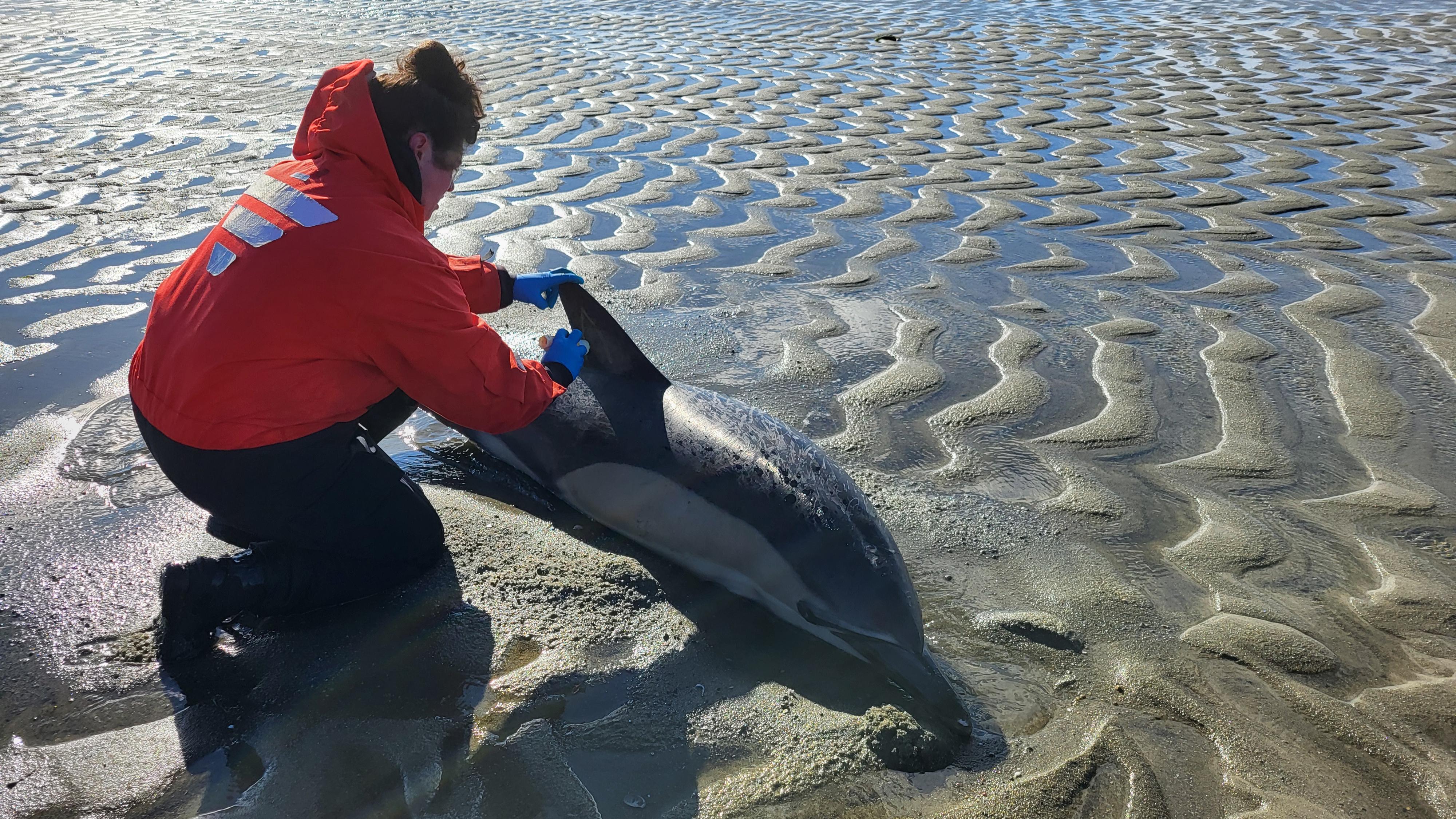 An IFAW staffer with a stranded dolphin on the Cape Cod Coast Saturday, Nov. 9, 2024.