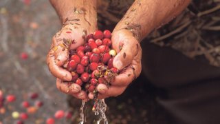 Cranberries are corralled and wet harvested Carver.