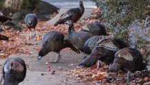 A flock of turkeys on a Brookline, Massachusetts, street the day before Thanksgiving 2024.