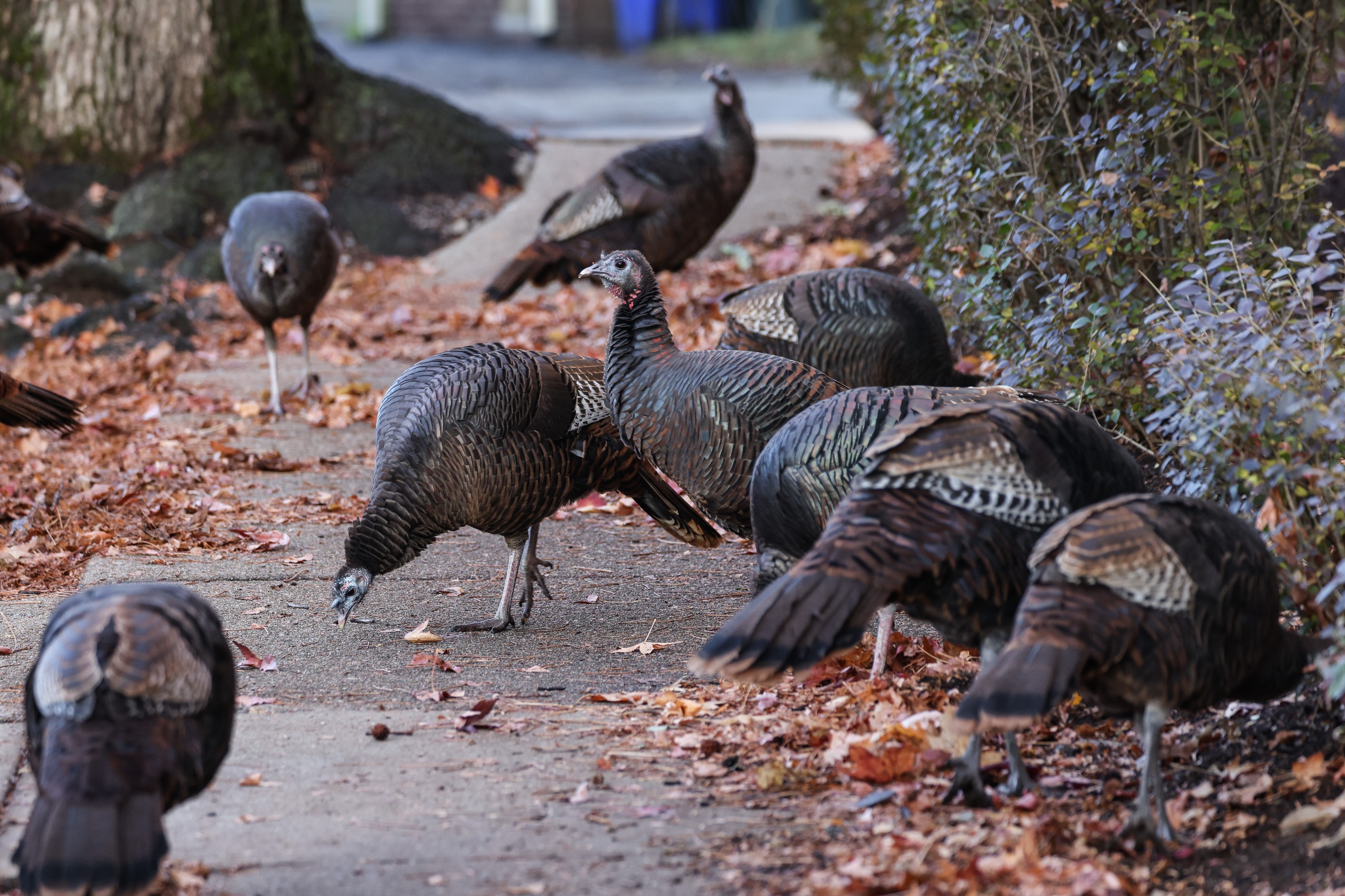 A flock of turkeys on a Brookline, Massachusetts, street the day before Thanksgiving 2024.