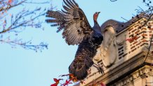 A turkey flies near a building in Brookline, Massachusetts, the day before Thanksgiving 2024.