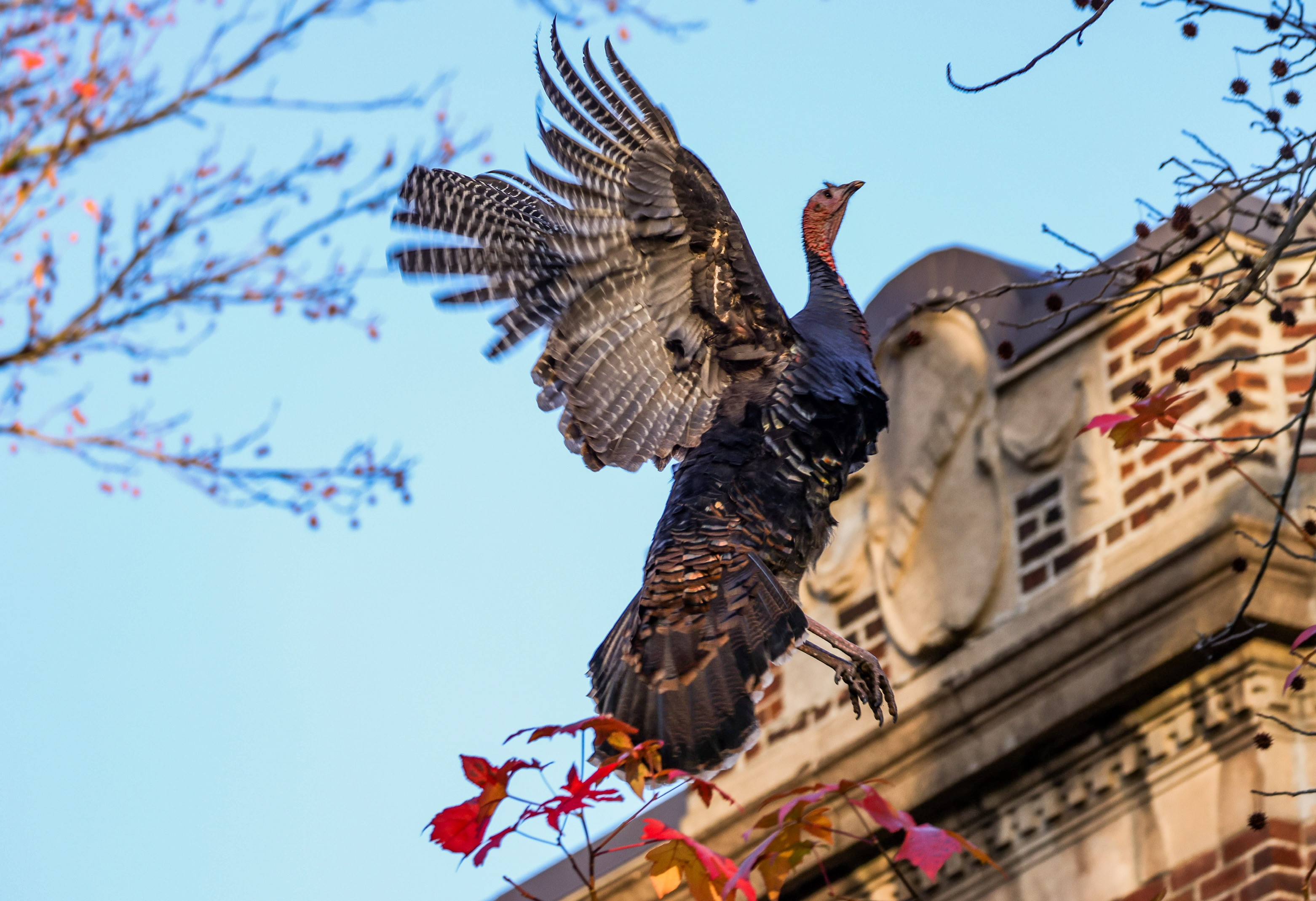 A turkey flies near a building in Brookline, Massachusetts, the day before Thanksgiving 2024.