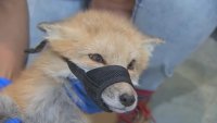 Adam, a fox recovering from secondary rat poisoning at Newhouse Wildlife Rescue in Chelmsford, Massachusetts.