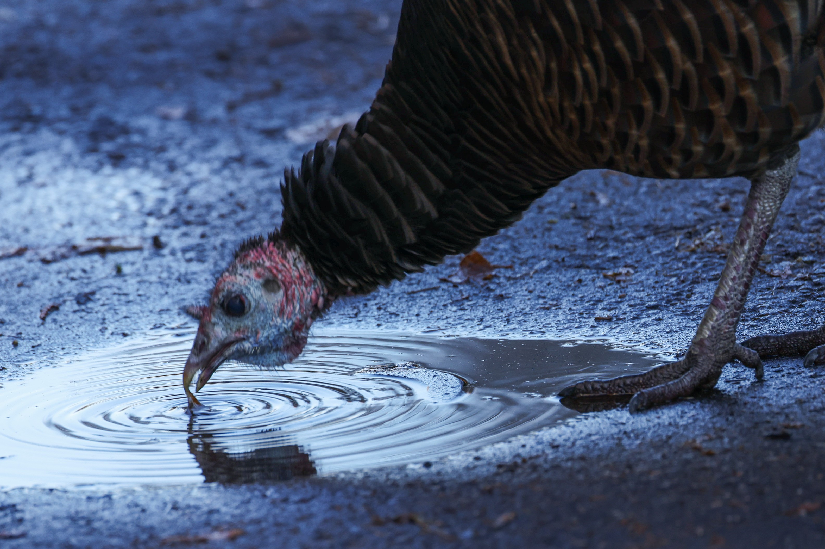 A turkey drinks from a puddle in Brookline, Massachusetts, the day before Thanksgiving 2024.