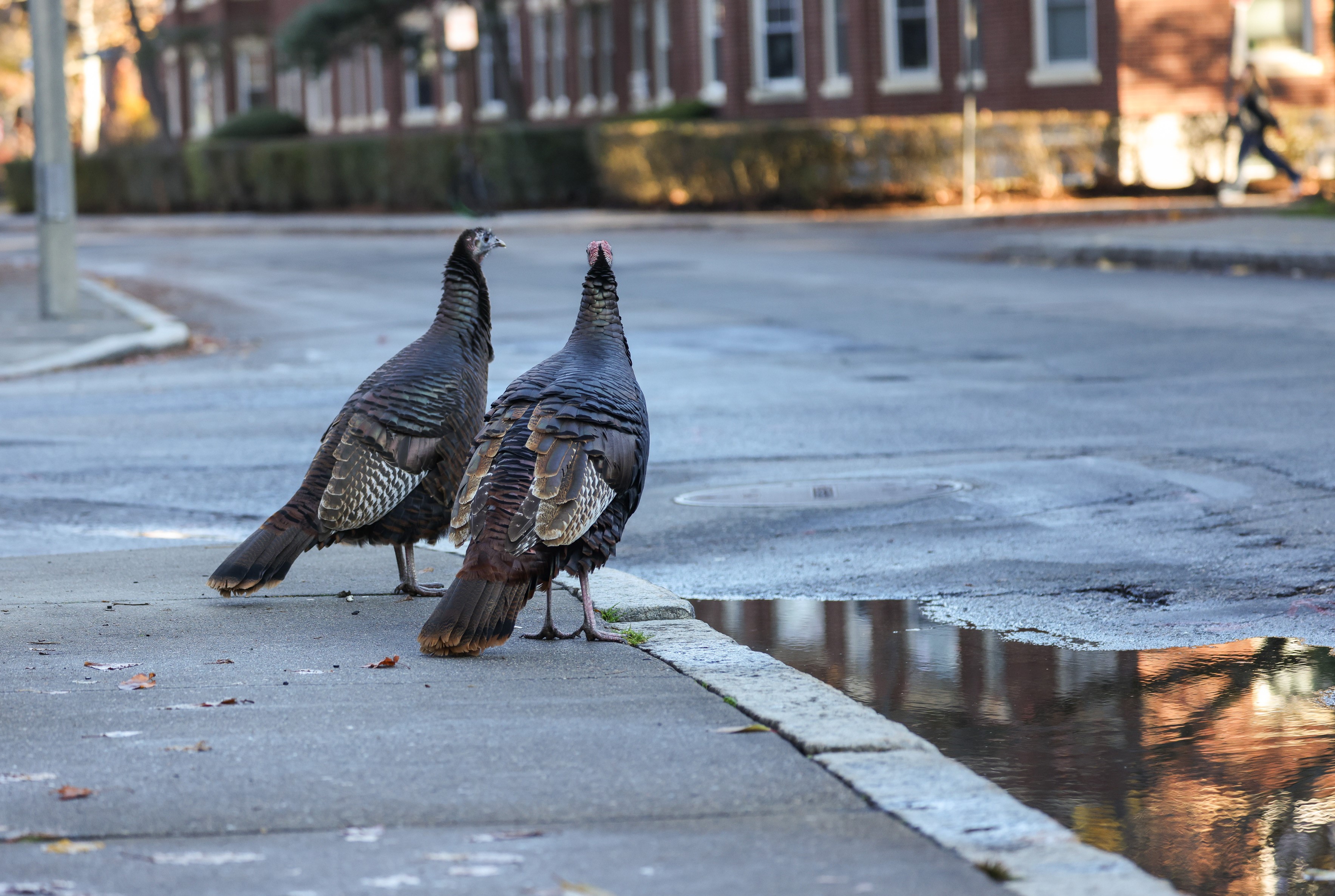 Two turkeys on a sidewalk in Brookline, Massachusetts, the day before Thanksgiving 2024.