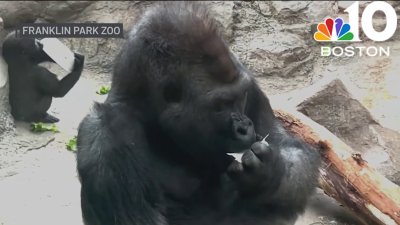 Beloved Franklin Park Zoo gorilla dealing with critical health issues