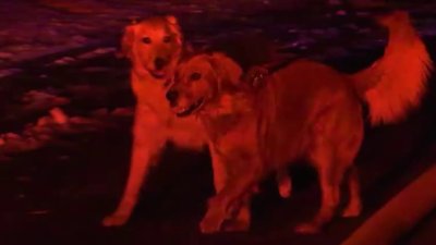 Two people and their dogs displaced by fire in Yarmouth