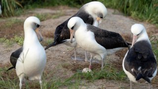 Wisdom, the legendary Laysan albatross or mōlī, stands at center over her recently laid egg with other seabirds around the ground nest on Midway Atoll National Wildlife Refuge, Wednesday, Nov. 27, 2024 in Honolulu.