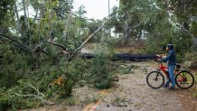 A cyclist looks at a large tree that took out power lines as it fell across Sylan Road in Monterey, Calif., Saturday, Dec. 14, 2024. (AP Photo/Nic Coury)