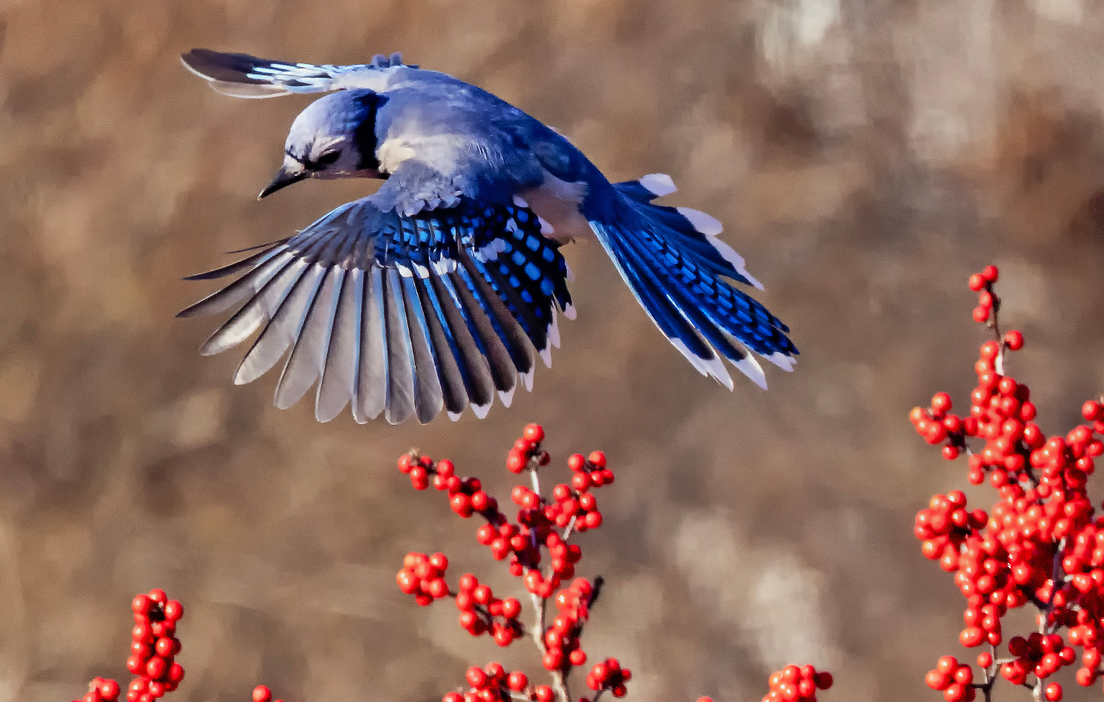 Feb. 21, 2024: A blue jay buzzes a winterberry bush in Cambridge.