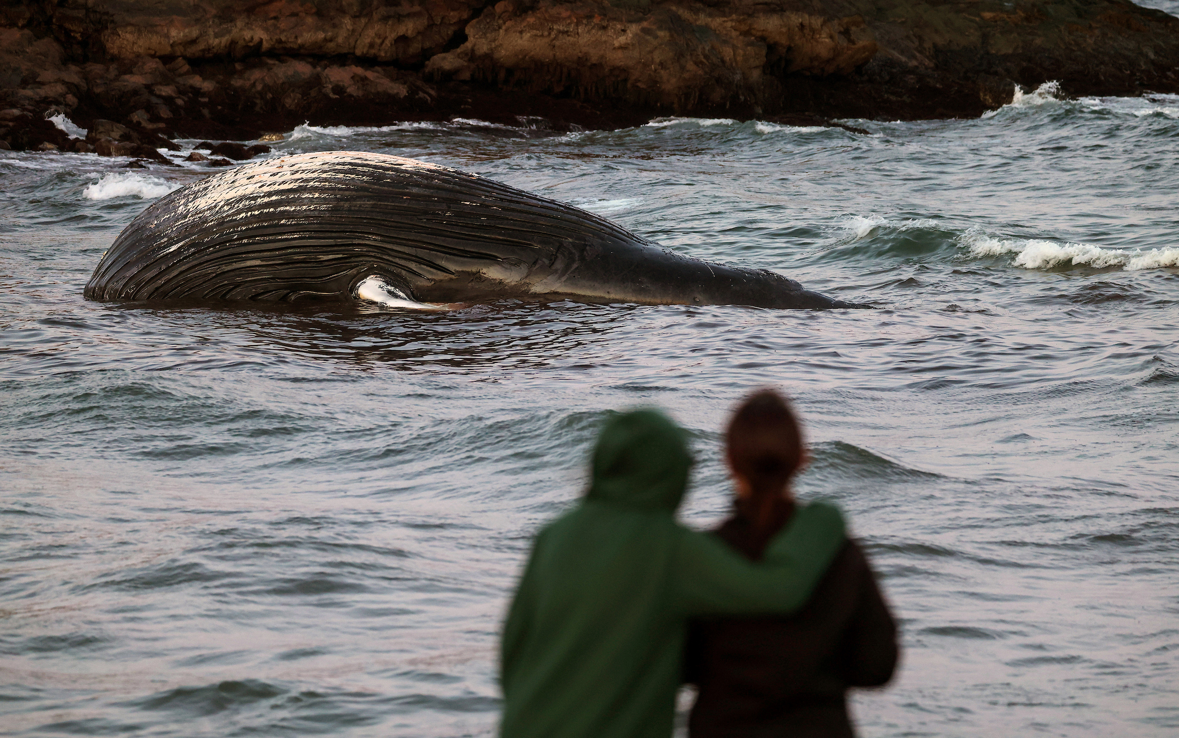 April 25, 2024: A deceased humpback whale appears along the coast in Marblehead. The whale was towed out to sea, only to reappear in Swampscott several days later.