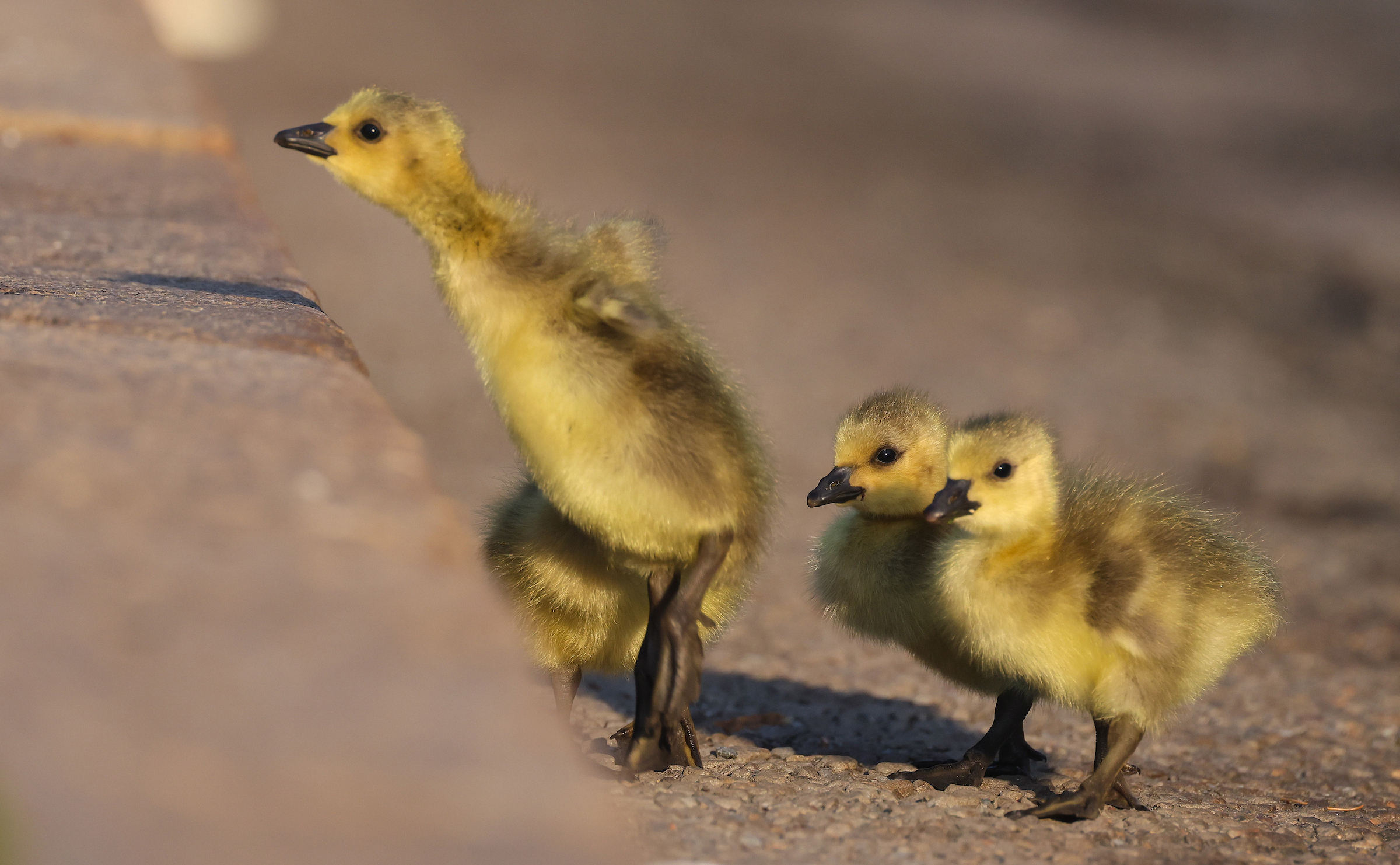 April 29, 2024: Canada Geese goslings navigate Commonwealth Avenue at Charlesgate West.