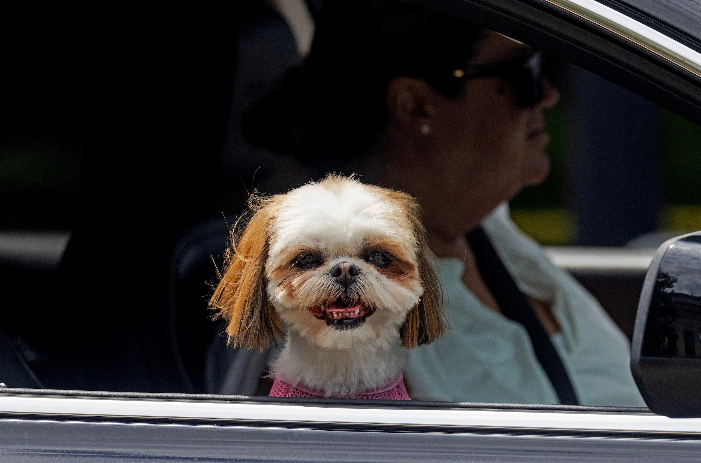 June 26, 2024 A dog peers out a car window in Dedham.