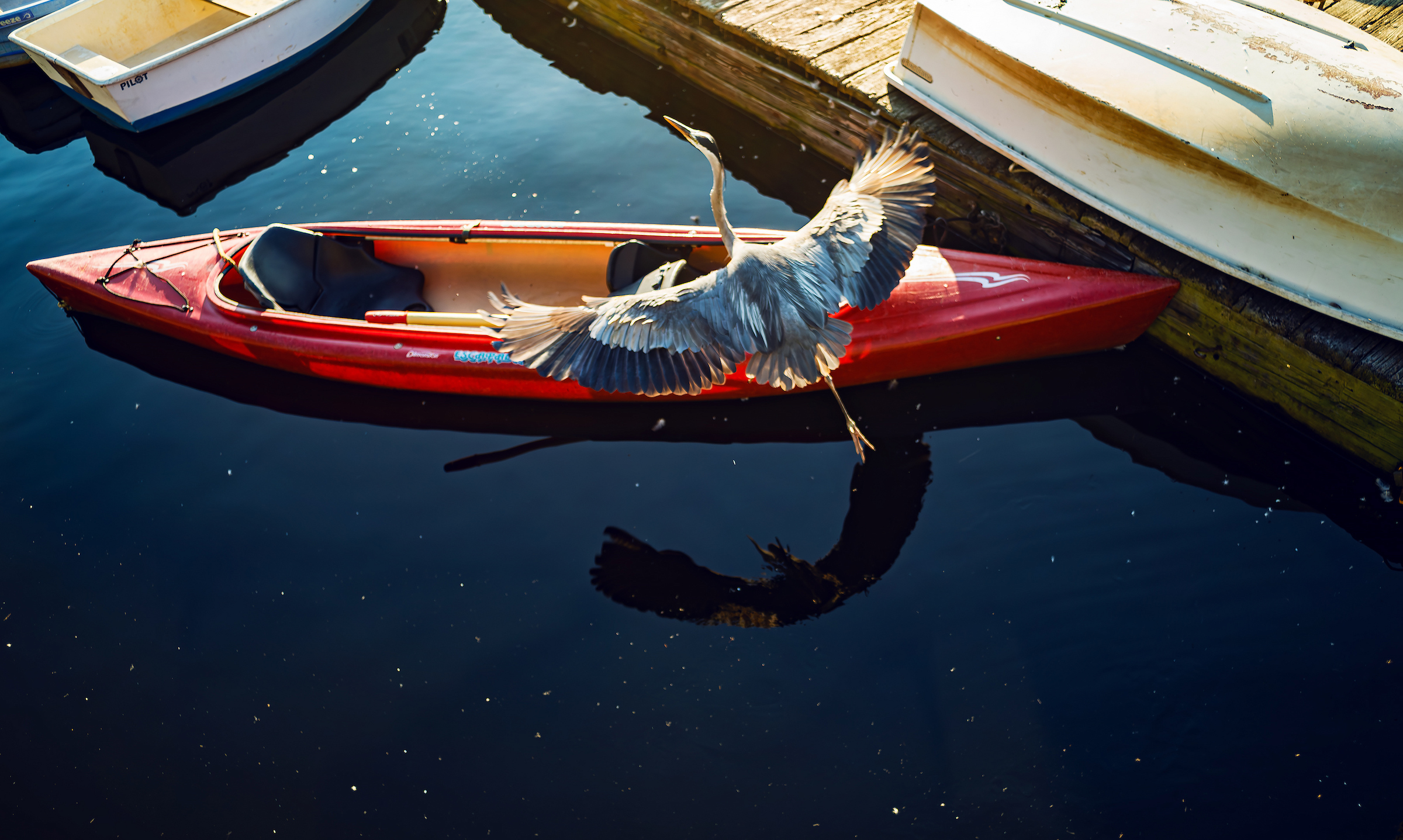 July 8, 2024: A great blue heron flies over small boats along Cambridge’s Charles River.