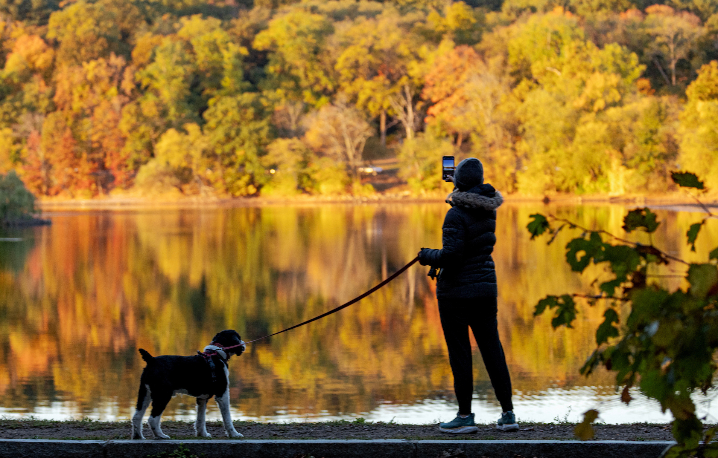 Oct. 18, 2024: A dog walker takes a picture of the beautiful foliage at Boston’s Jamaica Pond.