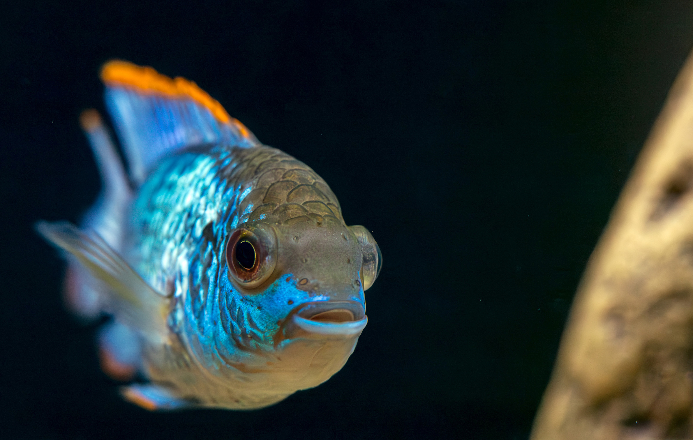 Nov. 22, 2024: An electric blue acara cichlid is seen in a child’s aquarium in Winthrop.