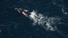 Third entangled endangered whale spotted in span of a week off East Coast