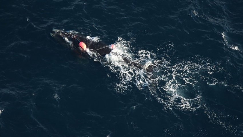 An aerial survey team spotted North Atlantic right whale Catalog #5132 entangled in fishing gear off the coast of North Carolina on Dec. 16, 2024. Potentially identifying marks on the gear have been blurred to protect the privacy of individuals. NOAA Fisheries is working with network partners and fellow agencies to determine the origin of the gear.