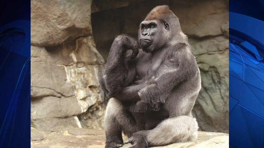 “Kit,” a male western lowland gorilla at Franklin Park Zoo in Boston, is experiencing concerning health issues, which his care team has been closely monitoring as well as his quality of life.