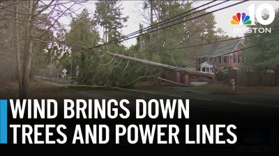 Strong winds bring down trees and power lines