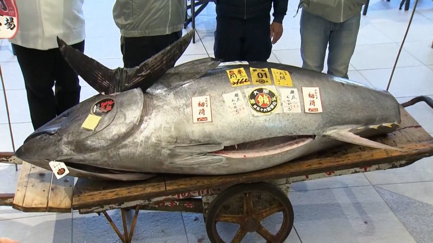 A large bluefin tuna is displayed at an auction.